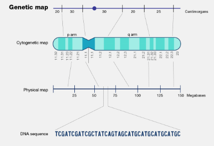 Genetic map diagram