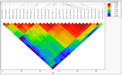 Genetic map and recombination heat map